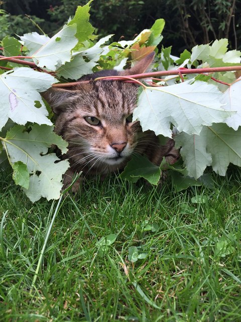 Timmy bei der Gartenarbeit