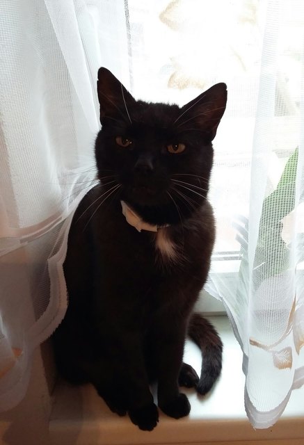 Katze Shiwa aus Heidenreichstein