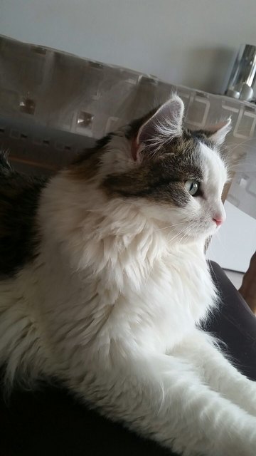 Mabel-die schöne Diva