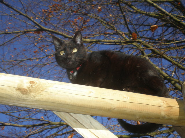 Katze Shiwa aus Heidenreichstein