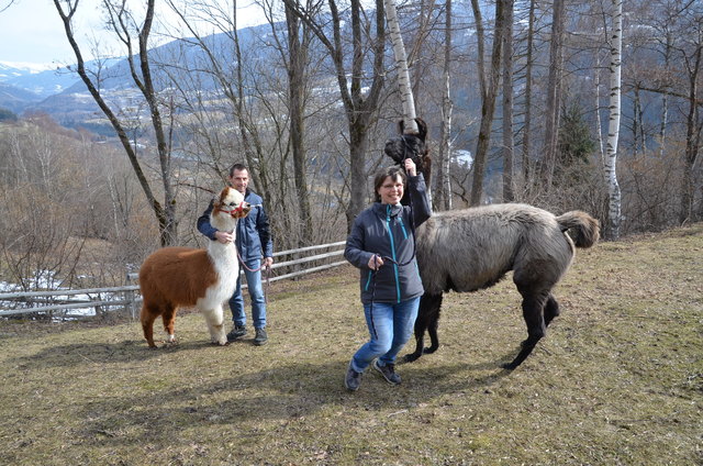 Karl-Heinz und Michaela Mewdrow mit Alpaka Luiggi (2) und Lama Chipriano (9)
