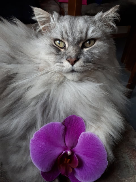 Mein Kater Felix