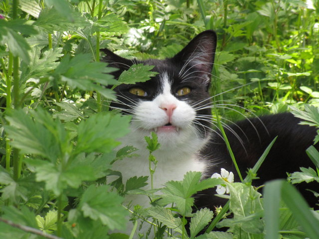 Kater Kuschel