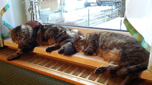 Kater Max und Katze Mimi aus Reitzenschlag