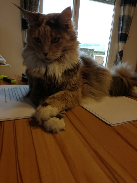 Prinzessin bernice