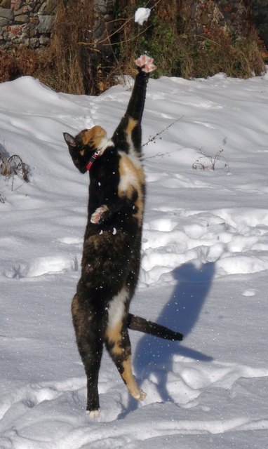 Schneeball fangen