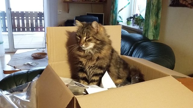 Kater Max aus Reitzenschlag