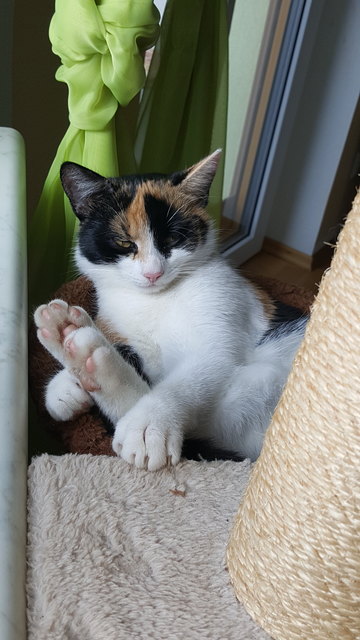 Kitty liebt das Hängekörbchen dort chillt sie jeden Tag