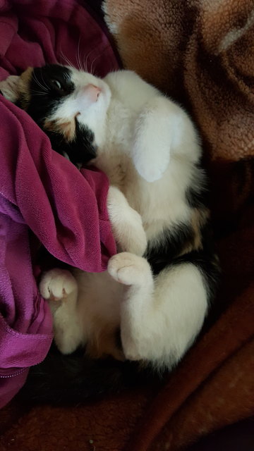 Hallo ich bin Kitty