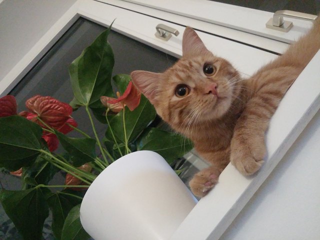 Ich heiße Jambi: die schönste Katze