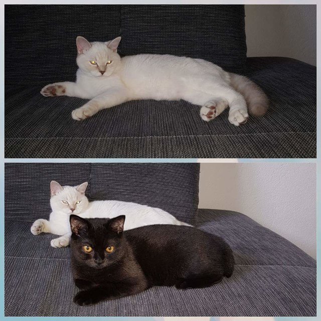Unsere British Kurzhaar Geschwisterchen (Blacky & Withy)