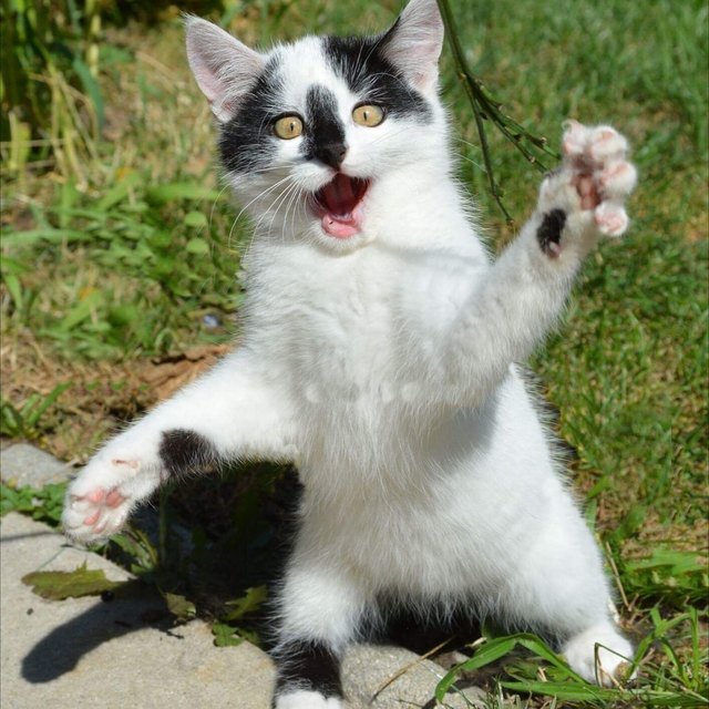 Unser verrückter Kater Elvis