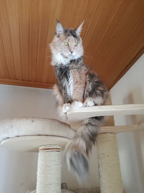 Bernice