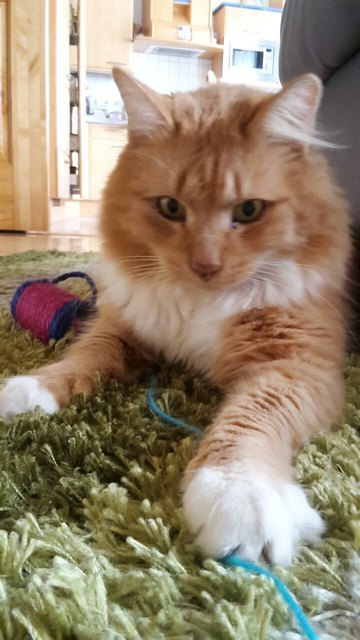 Kater Pezi beim Spielen
