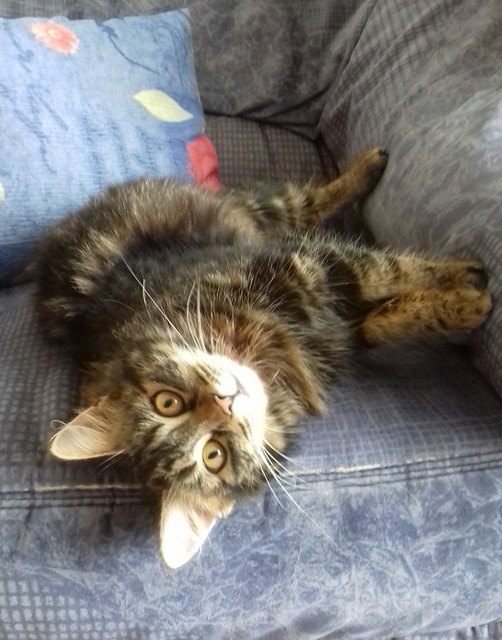 Choco - chillen