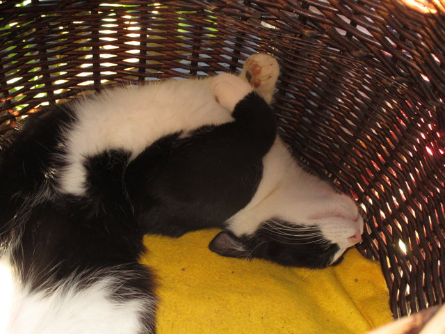 Kater Kuschel im Körbchen