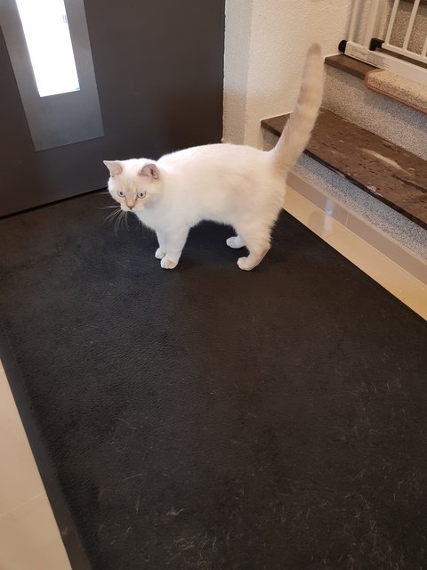 Unser schöne British Kurzhaar Katze 》Withy《
