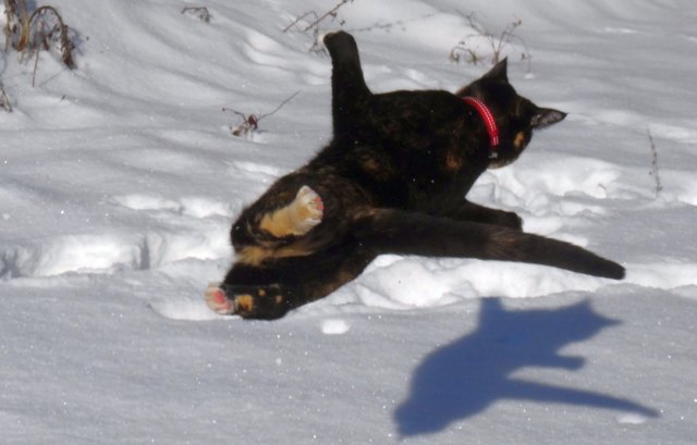 Flugkatze
