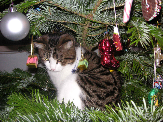 Von Claudia Questl aus Pressbaum