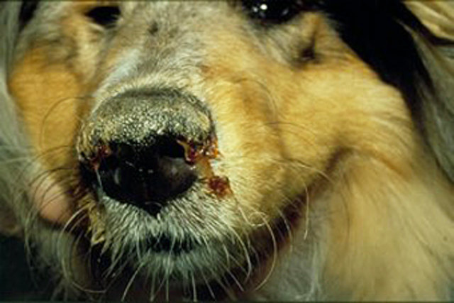 So kann sich Staupe beim Hund äußern, Experten raten, ungeimpfte Hunde impfen zu lassen.