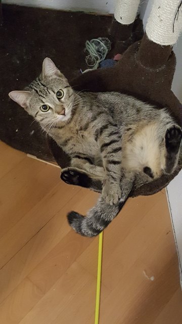 Chillermodus