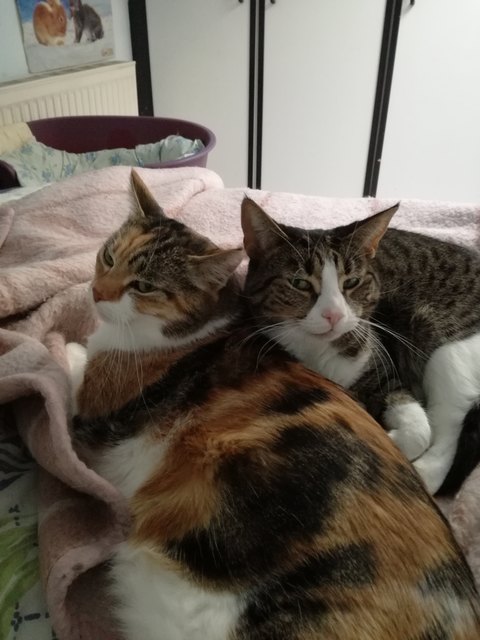 Schnucki und Schnurli