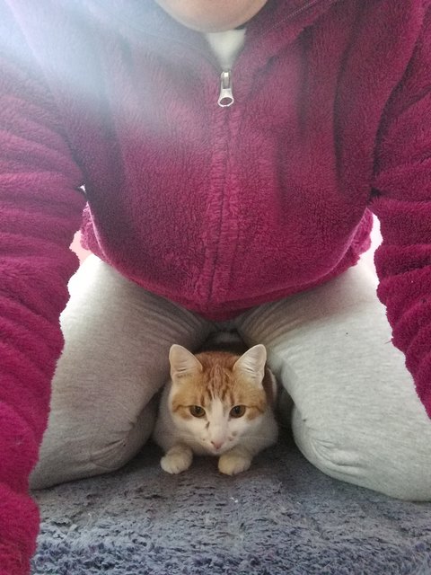 Susi