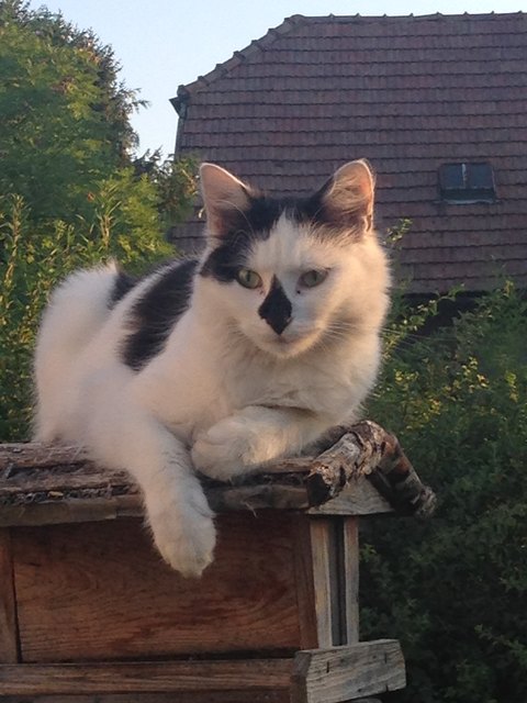 Von Irene Fügerl aus St. Pölten