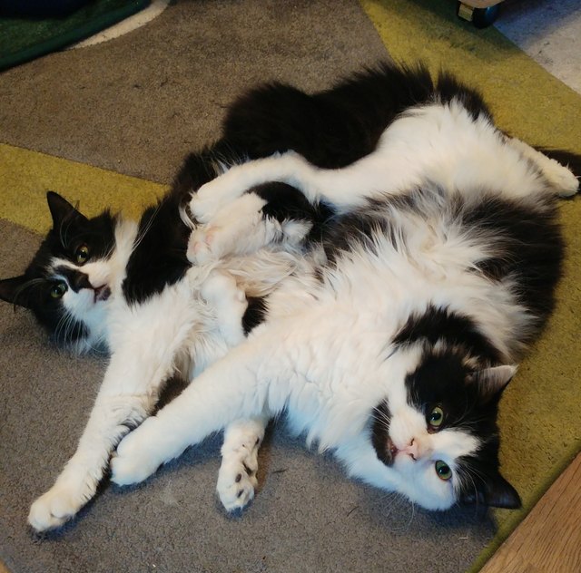 Fredy und Finn unzertrennlich