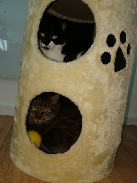 Doppelhaus