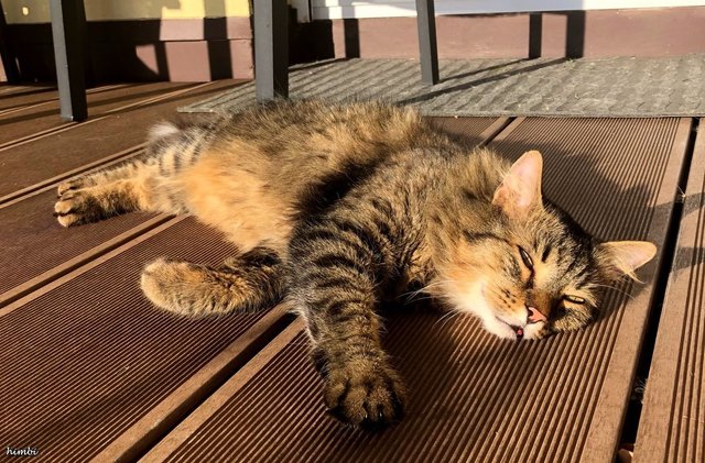 Rambo lässt sich die Sonne auf den Bauch scheinen