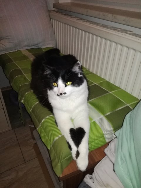 Mein Herz