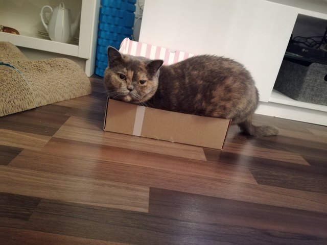 Von Doris Flanner aus Pitten