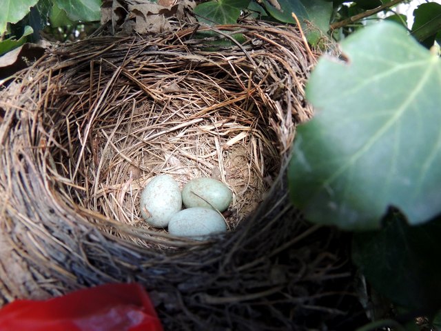 bei den Vögel ist das Frühjahr schon bemerkbar,da haben schon welche Eier gelegt,