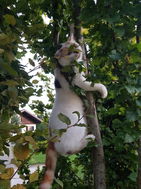 Von Melanie Blumauer aus Bezirk Amstetten