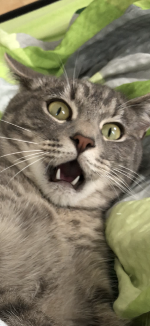 Attacke