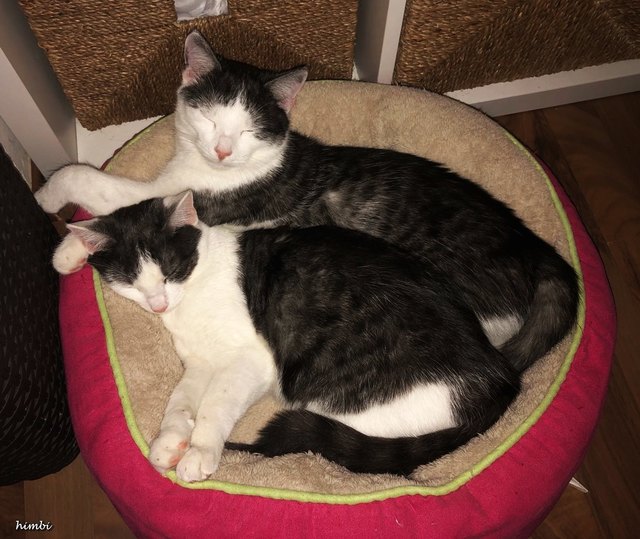Zu zweit kuscheln, das tut gut