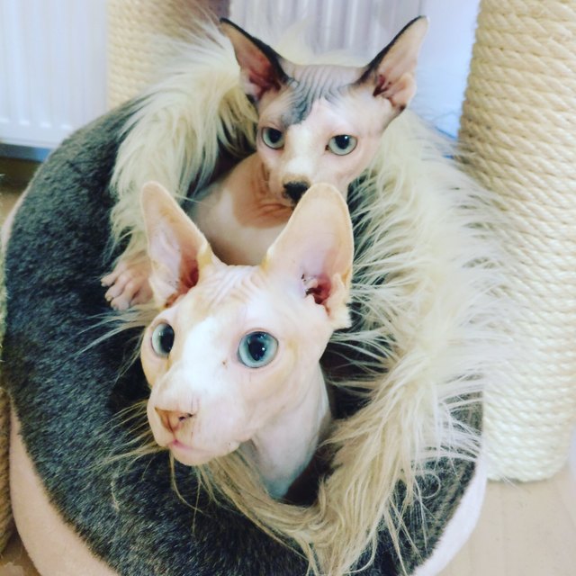 Wochenende ist Kuschelzeit (Merlin&Baby)