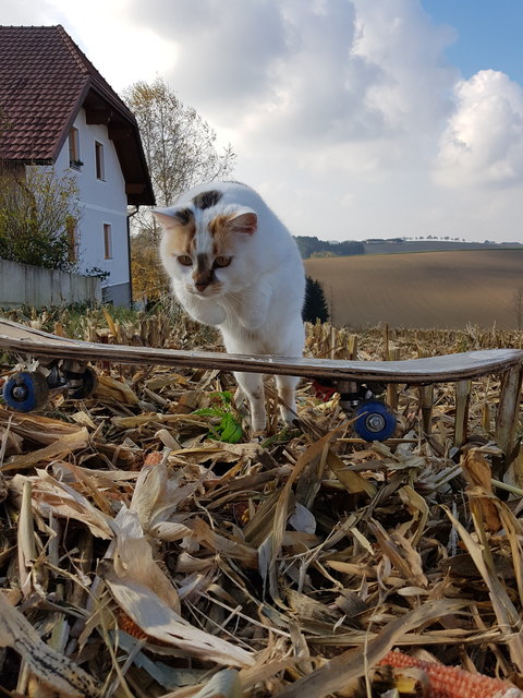 Von Melanie Blumauer aus Bezirk Amstetten