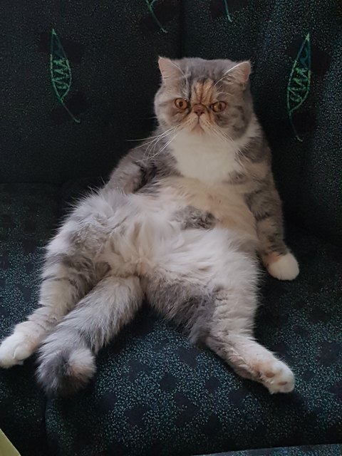lazy Molly!