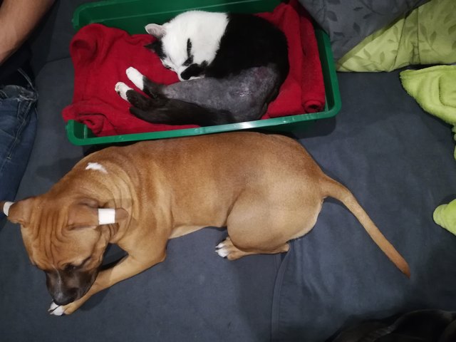 Felix nach der OP und Joker der Beschützer