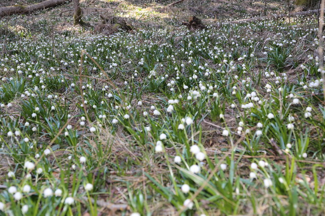 Tausende Frühlingsknotenblumen blühen im Mühlwald