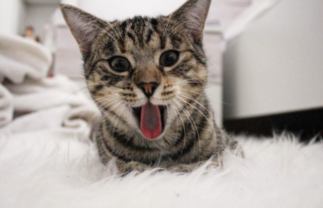 Mitmachen und gewinnen: Holt eure liebsten vor die Kamera! Schickt uns süße, schöne, schräge, spektakuläre Katzenfotos und gewinnt tolle Preise.