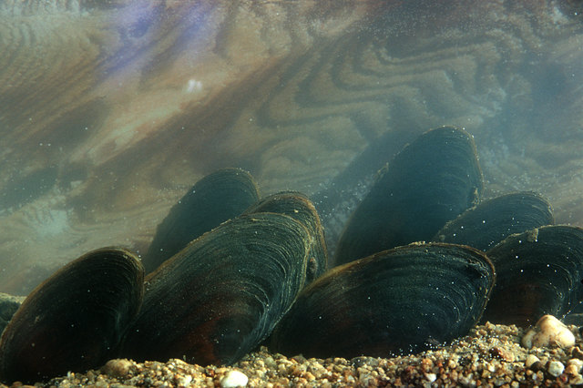 Die Flussperlmuschel ist extrem gefährdet. | Foto: Josef Limberger