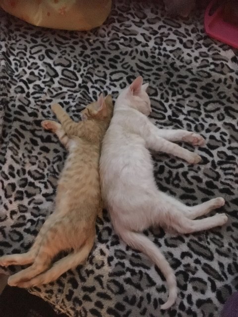 Garfield & Milo mit 3-4 Monaten / von Nicole Haberl, Bezirk St. Pölten
