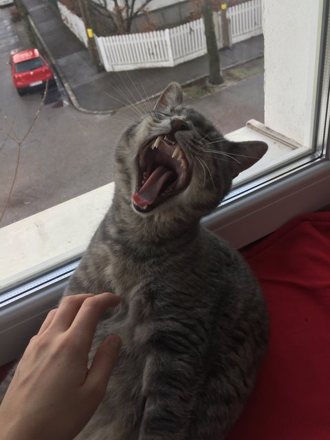 Uuuuugggghhhh Guten morgen