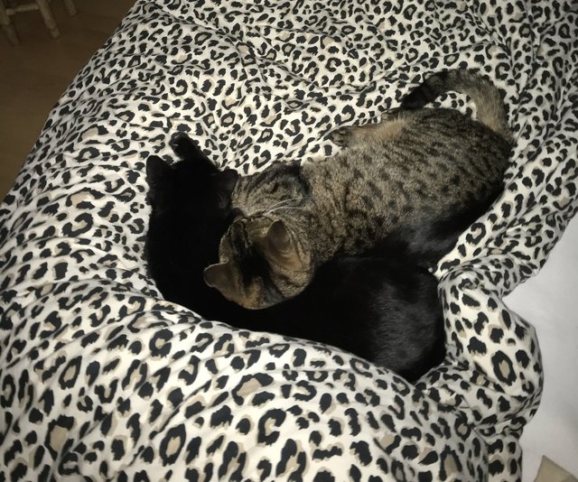 Peaches & Draco