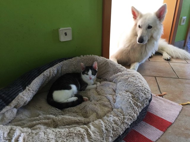 Die Katze macht es sich im Hundekörbchen bequem