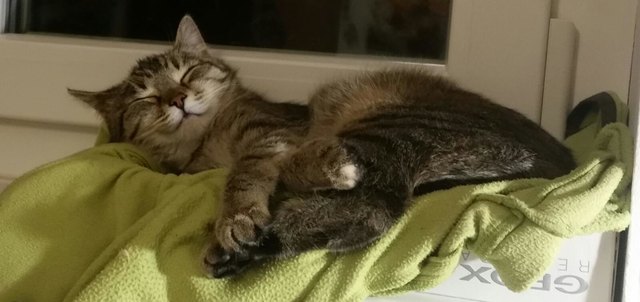 Neytiri und der Traum vom gewonnenen Leckerli