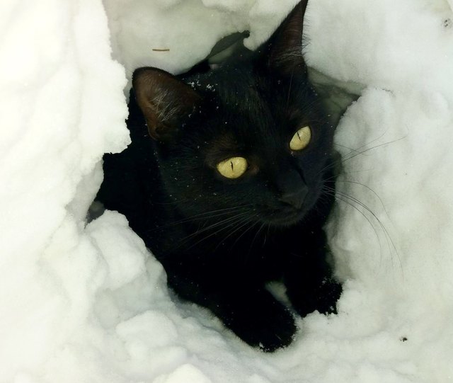 Oh Schnee....vielleicht sieht mich keiner, wenn ich mich versteck'...